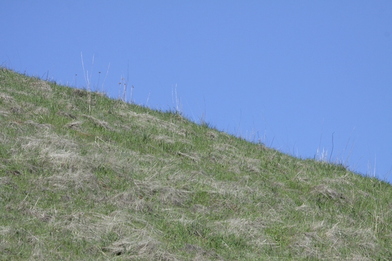 russian ridge - grass and sky